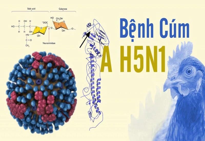Phòng chống cúm A(H5N1) trên người